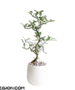 Cây Cần Thăng Bonsai mini để bàn