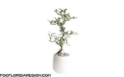 Cây Cần Thăng Bonsai mini để bàn