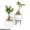 Cây Bonsai Si Nhật Để Bàn Kèm Chậu