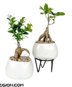 Cây Bonsai Si Nhật Để Bàn Kèm Chậu