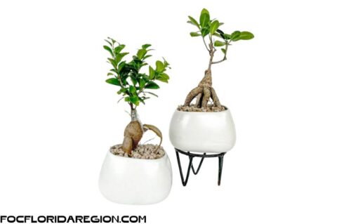 Cây Bonsai Si Nhật Để Bàn Kèm Chậu