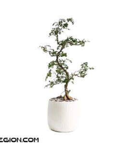 Cây Cần Thăng Bonsai mini để bàn