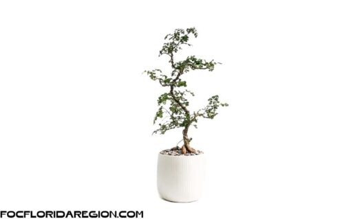 Cây Cần Thăng Bonsai mini để bàn