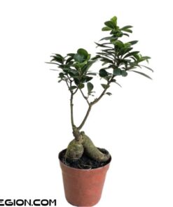 Cây Bonsai Si Nhật Để Bàn Kèm Chậu