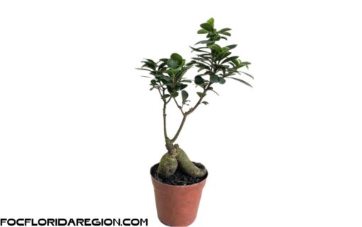 Cây Bonsai Si Nhật Để Bàn Kèm Chậu