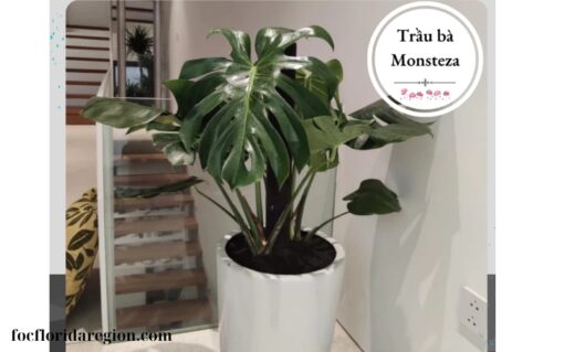 Trầu Bà Monsteza (2)