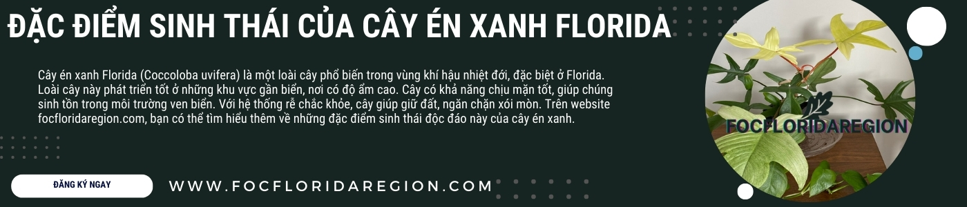 image banner liên kết chương trình tại cây én xanh florida focfloridaregion (1)